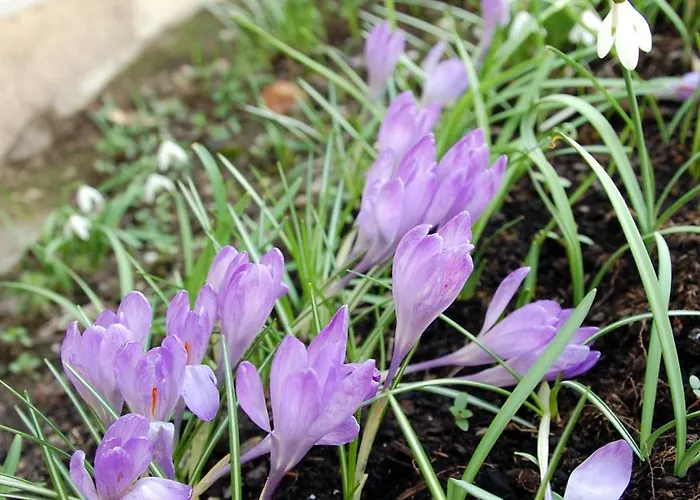 بيت ريفي De L'ours