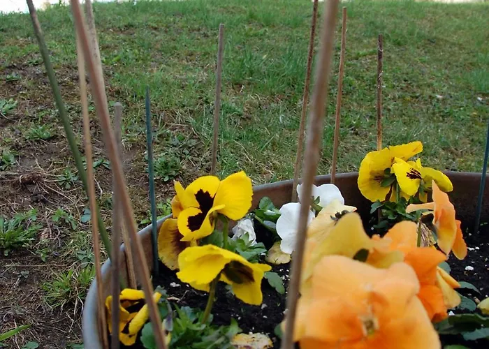 得乐奥斯酒店 维特伯夫